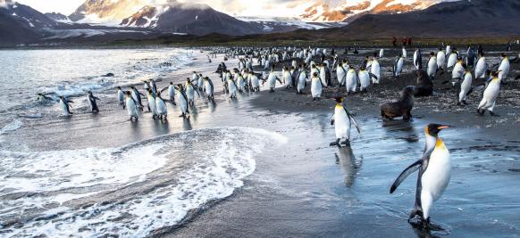 croisière en Antarctique de luxe