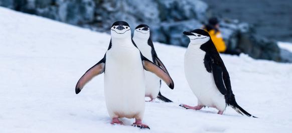 croisière Arctique (pingouins)