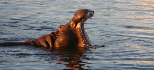Afrique australe maritime