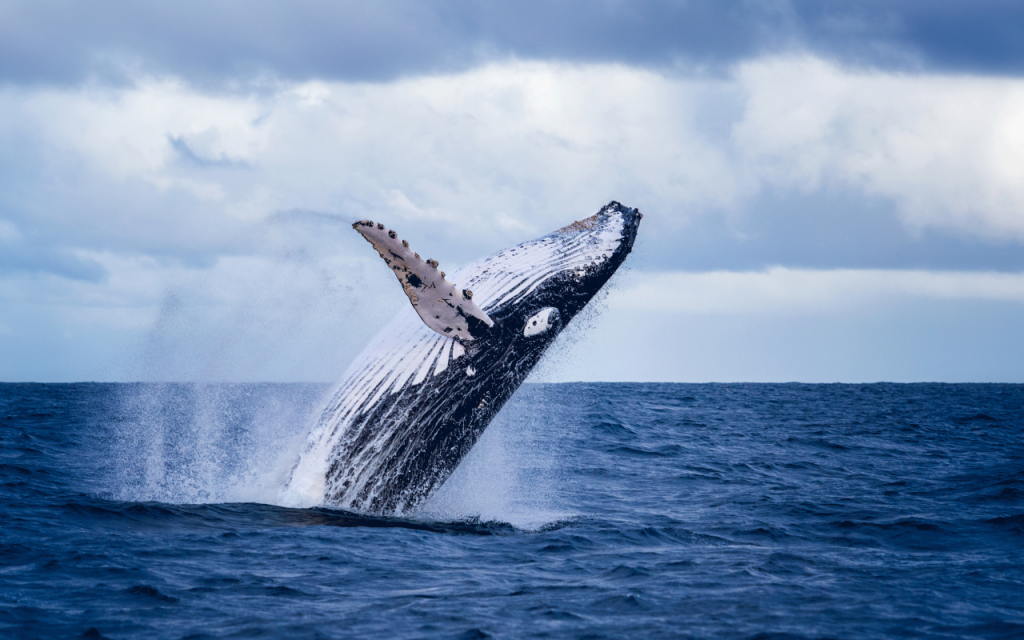 Les baleines de Kimberley en Australie