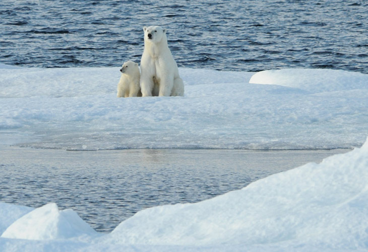 Ours polaire de l'archipel Svalbard