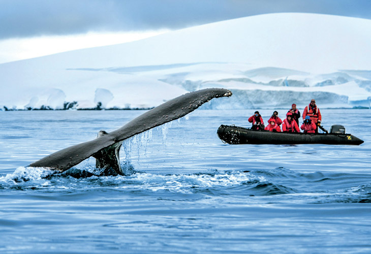 Queue de baleine dans la péninsule Antarctique